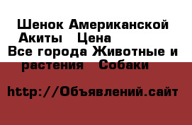 Шенок Американской Акиты › Цена ­ 35 000 - Все города Животные и растения » Собаки   
